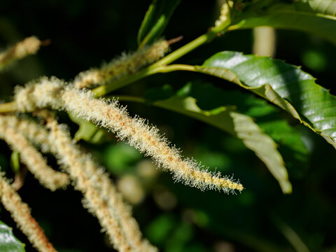 Yellow flowers of the sweet chestnut (Castanea sativa) on a branch.
