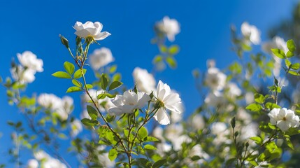 fragrant. White roses blooming under a bright blue sky, capturing the delicate beauty of nature with soft sunlight. gardening catalogs, home-decor guides, designed for home decor and floral branding.