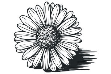 Daisy outline flower petal natural object isolated. Vector hand drawn
