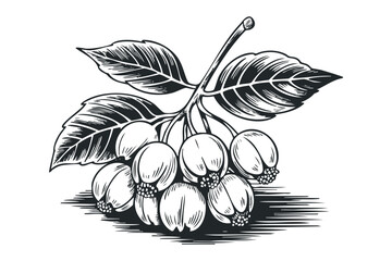 Berry cluster with leaves on stem. Vector hand drawn