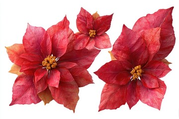 Three red poinsettias arranged on white
