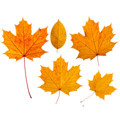 Fototapeta premium Close up photo, collection set of five different orange and yellow colorful leaves in autumn, isolated on panoramic transparent background, fall autumnal season, png file