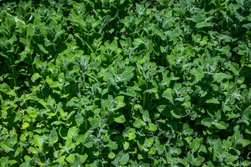 Green leafy background of mint plants growing in an indoor kitchen garden in a greenhouse in a raised planting bed
