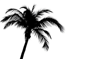 Elegant silhouette of a coconut palm tree against a clean white background,  exotic,  clipart