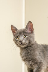 Exotic car studio portrait