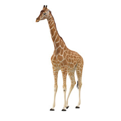 Obraz premium Full body giraffe standing on a black background animal mammal isolated on a transparent background