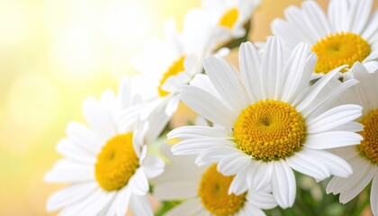 Fototapeta premium Closeup of White Daisies with Yellow Centers and Soft Yellow Background