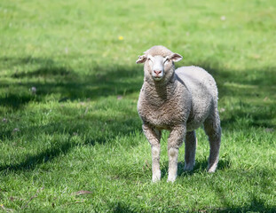 Obraz premium Sheep are grazing on a green field at the farm in Australia, Australia agriculture