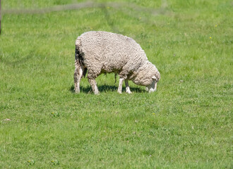 Sheep are grazing on a green field at the farm in Australia, Australia agriculture