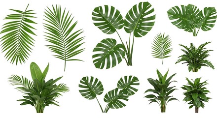Isolated Tropical Foliage Collection - Lush Green Leaves on White Background, Botanical Arrangement.