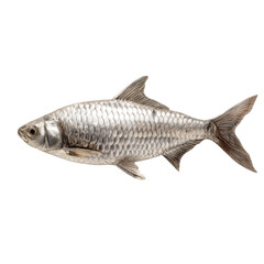 Fototapeta premium fish on white background