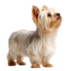 yorkshire terrier on white background