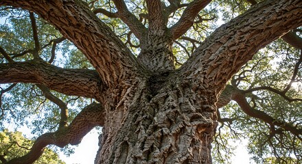Majestic Ancient Oak Tree Canopy, Intricate Bark Texture, Sunlight Filtering Through Branches.