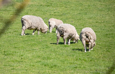 Sheep are grazing on a green field at the farm in Australia, Australia agriculture