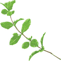 Hand Drawing Painting of Mint Leaf Botanical Illustration