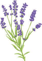 Obraz premium Hand Drawing Painting of Lavender Flower Botanical Illustration