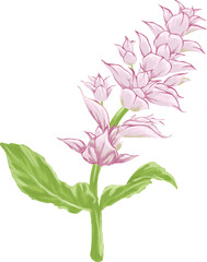 Hand Drawing Painting of Clary Sage Botanical Illustration