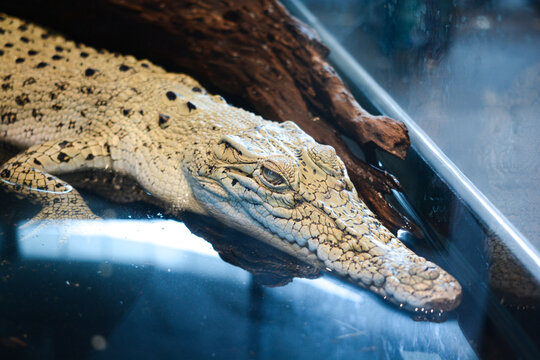 White Crocodile, Albino Crocodile Exhibition in the Zoo