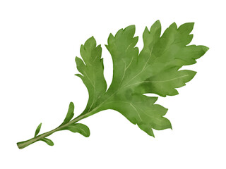 よもぎ　薬草　水彩イラスト