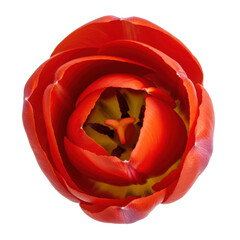 Overhead view of a vibrant red tulip flower blossom isolated PNG with Transparent Background