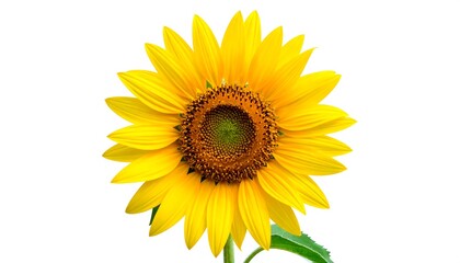 Fototapeta premium Radiant Sunflower Blossom Against a Pristine White Background