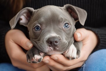 small gray puppy being gently held in hands with soft lighting conveying warmth and care