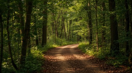 Naklejka premium A sun-drenched woodland path winds through a dense forest, dappled with light and shadow.