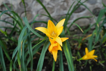 Obraz premium yellow crocus flower