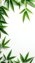 Green Bamboo Leaves Frame on White Background with Copy Space