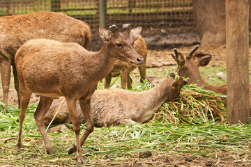 A group of deer in a natural enclosure at the zoo enjoys feeding time surrounded by green grass as their food.
