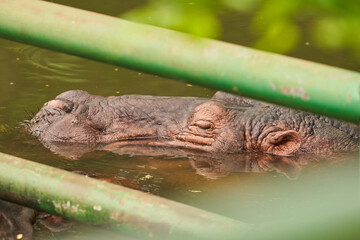 Obraz premium A hippopotamus is seen enjoying a dip in the waters of a zoo, poking its head above the surface peacefully