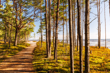Coastal forest with pine trees and sandy trail to the sea, autumn mood landscape with golden sunlight, perfect for hiking, travel, relaxation and eco tourism projects