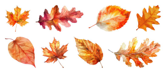 PNG Vibrant watercolor autumn leaves collection, element set on transparent background