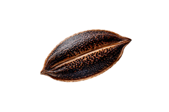 a seed of a plant on a white surface