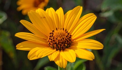 Close-up of a vibrant yellow flower with detailed petals and a dark brown center, showcasing the beauty of nature's artistry.