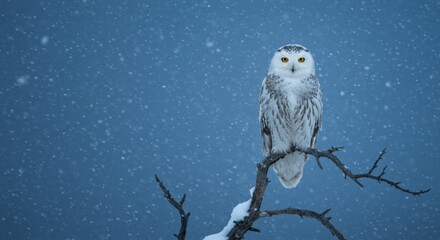 Majestosa Coruja-das-neves no Crepúsculo Ártico