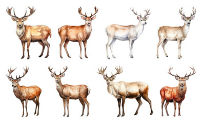 Obraz premium PNG Majestic deer illustrations collection, element set on transparent background