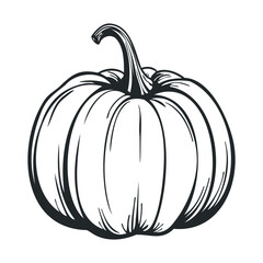 Classic pumpkin sketch for autumn and Halloween decorations. Vector hand drawn illustration

