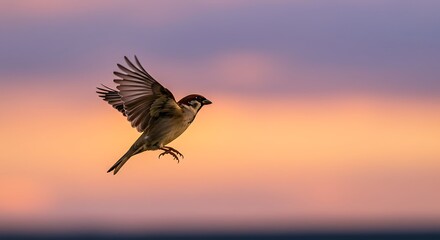 A lone sparrow takes flight against a vibrant sunset sky, wings spread wide.