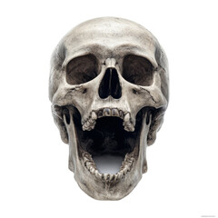 Obraz premium Realistic Human Skull Model with Open Mouth and Dark Shadows on White Background