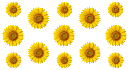 yellow sunflower isolated on white