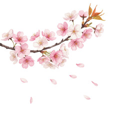 Obraz premium Watercolor painting of a cherry blossom branch with falling petals isolated PNG with Transparent Background