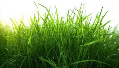 Fototapeta premium Close-up view of fresh green grass blades with morning light softly illuminating them, showing natural vibrant growth and freshness
