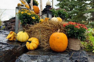 Autumn pumpkins and flowers decoration
