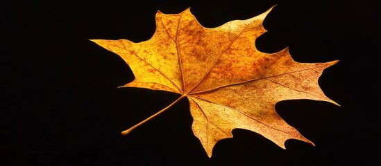 Golden maple leaf portrait against stark black, representing autumn beauty and transience