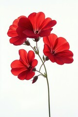 Close-up of delicate bright red flowers with thin green stem and translucent petals against a clean white background, evoking a fresh and vibrant mood