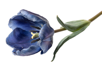 a blue flower with a stem and a bud