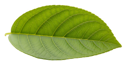 green leaf isolated on white