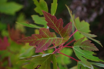 closeup maple leaves