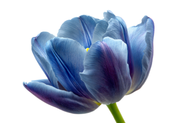 a single blue tulip flower with a white background